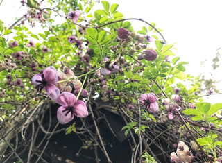 アケビの花.PNG