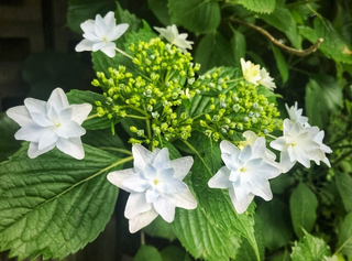 アジサイ 墨田の花火.PNG