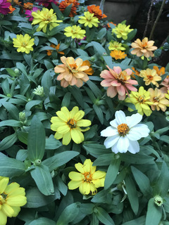 秋 花3.jpg