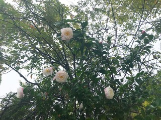 IMG_0300.JPG